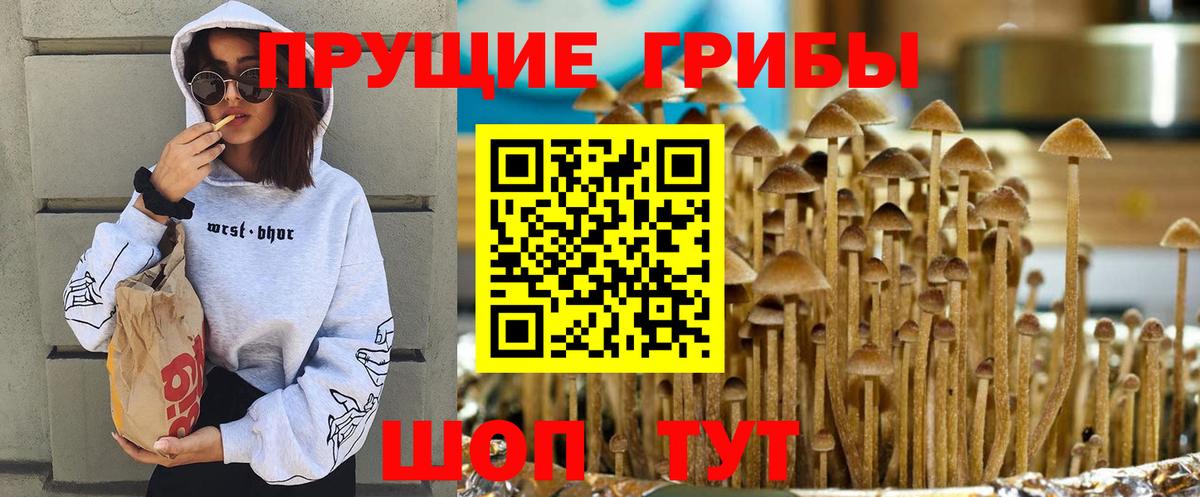 Псилоцибиновые грибы прущие грибы Чернушка